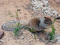zion national park (32).JPG